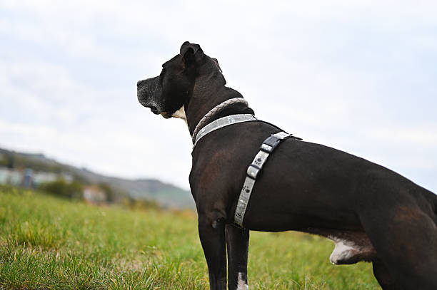 Black great dane dog wearing a harness looking sideways in a field under a cloudy sky