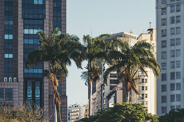 istock Palm trees in city skyline 2247515152