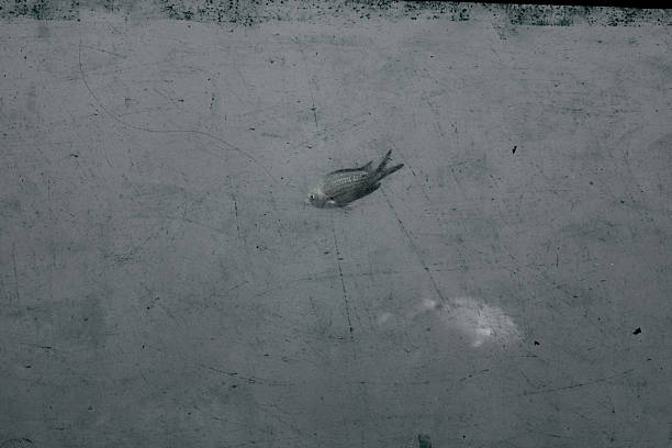A creative and aesthetic nature photograph.