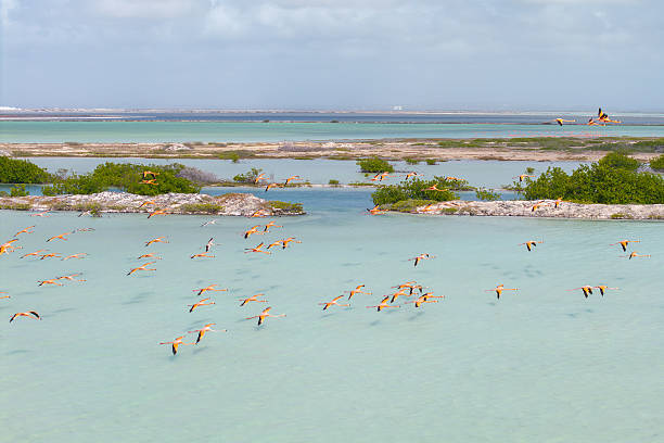 istock Flamingo Flock Over Turquoise Caribbean Salt Flats 2247515445