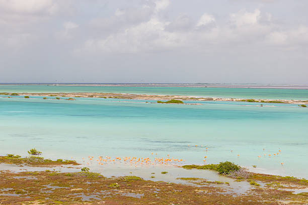 Aerial view of flamingos moving across shallow turquoise water in the Caribbean salt flats. Soft pastel tones, calm lagoon textures and subtle mangrove edges create a serene wildlife and travel scene with strong visual impact from above.
