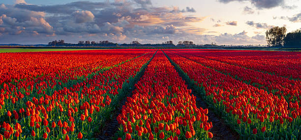 istock Colourful Tulip Fields near Egmond in The Netherlands 2247517387