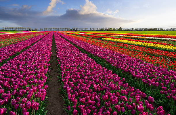 istock Colourful Tulip Fields near Schermerhorn in The Netherlands 2247517392