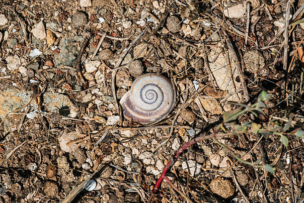 Stylommatophora Land Snail. Digitally Enhanced Photograph.