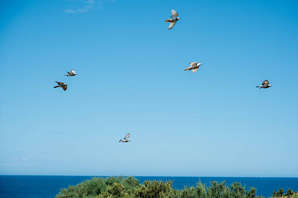 Flock of birds in flight over ocean with clear blue sky and greenery below.