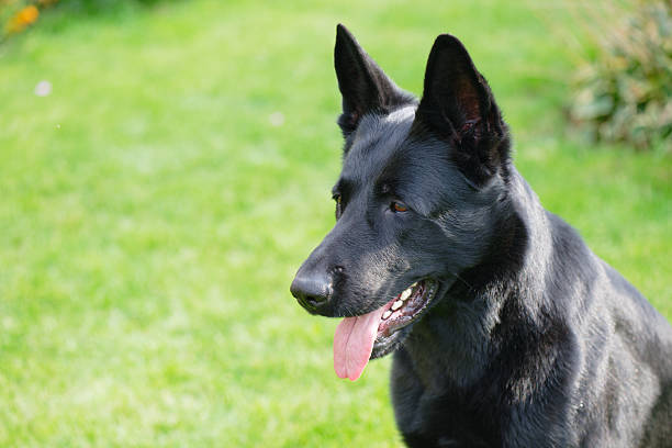 Young black German Shepherd on a green lawn
