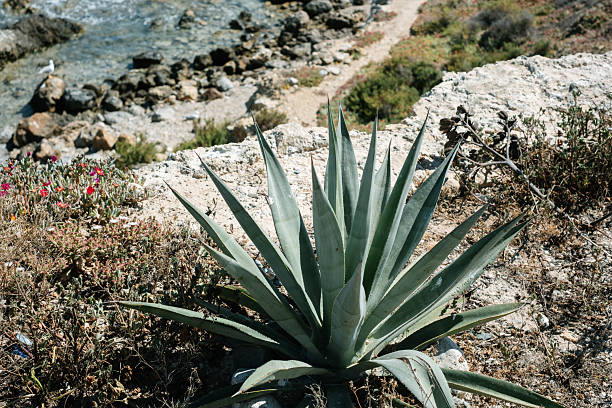 Coastal agave plant overlooking rocky shoreline with ocean view.