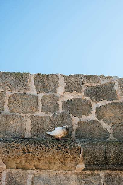 Pigeon resting on a historic stone wall under clear blue sky.