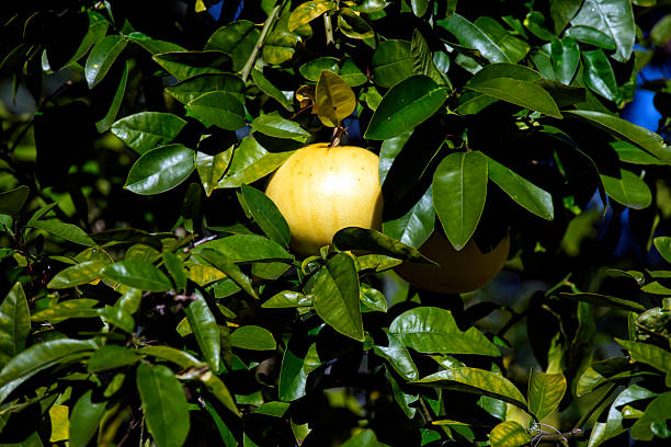 Mosambi (Sweet Lemon) ripening beautifully in the sunshine at a backyard garden in Sydney, NSW, Australia. (Photo by Tara Chand Malhotra)