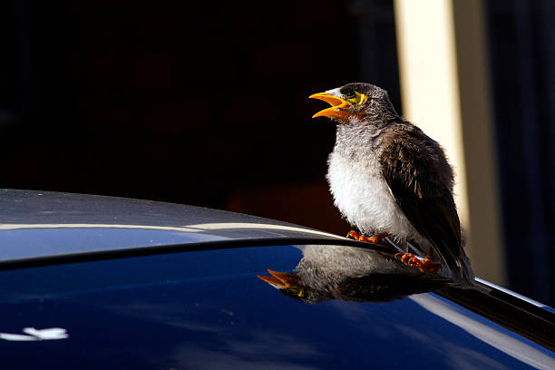 istock Juvenile Australian Noisy Miner (Manorina melanocephala) 2247518842