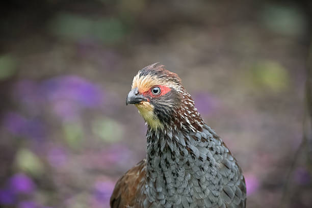 Photographed this beautiful wild Buffy-crowned wood-Partridge while sitting on bench in the cloud forest in Zarcero, Costa Rica