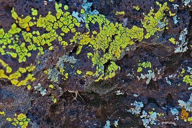 istock Jagged rocks covered in Yellow Paint Lichen, Pleopsidium oxytonum, and white Desert Brain Lichen, Psora cerebriformis, Arizona. 2247522088