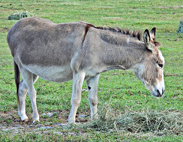 istock Donkey (Equus africanus asinus) - grazing on  a grass hay seed mix 2247522259