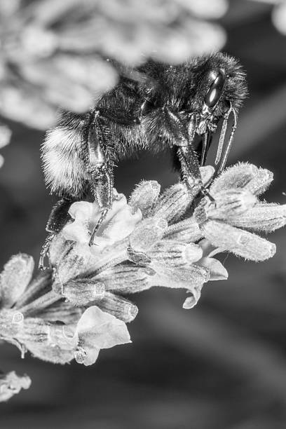 istock Bumblebee collects pollen on lavender. 2247522410