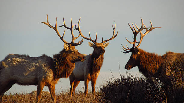 istock Male Tule Elk Standing Together 2247524256