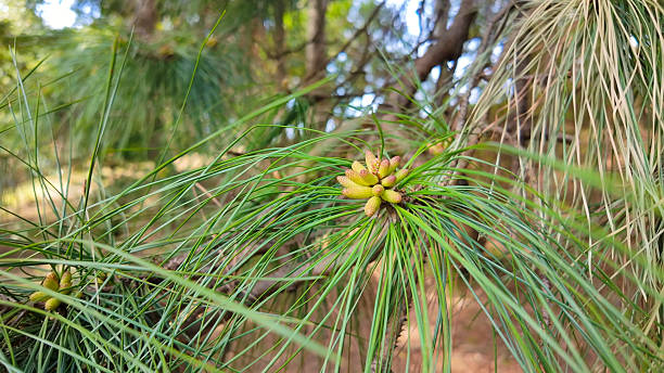 istock Scenic Pine Tree Detail with New Cone Buds Growing Naturally Among Dense Needle Background 2247524742
