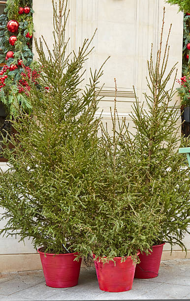 istock Christmas trees in red pots adorned with electric garlands create a festive atmosphere, enhancing holiday spirit and seasonal charm 2247524894