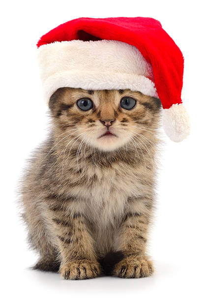 istock Cute tabby kitten wearing Santa hat isolated on white background 2247527786
