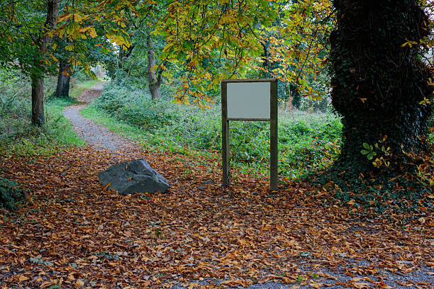 Autumn leaves scattered across the ground line a quiet countryside road