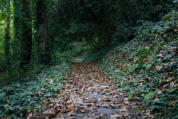 Autumn leaves scattered across the ground line a quiet countryside road