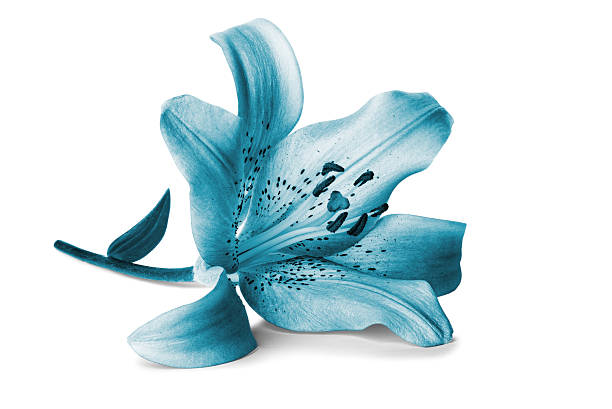 istock large blue lily flower on white background, isolated 2247529172
