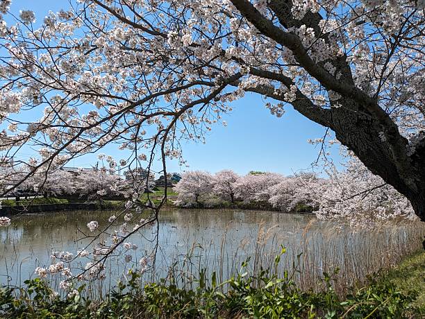 istock Japan. April. Cherry blossoms. 2247529186