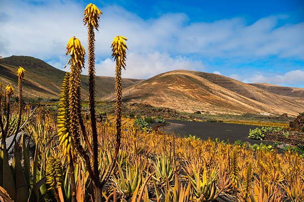 istock Aloe Vera Fields on Canary Lanzarote Island 2247529315