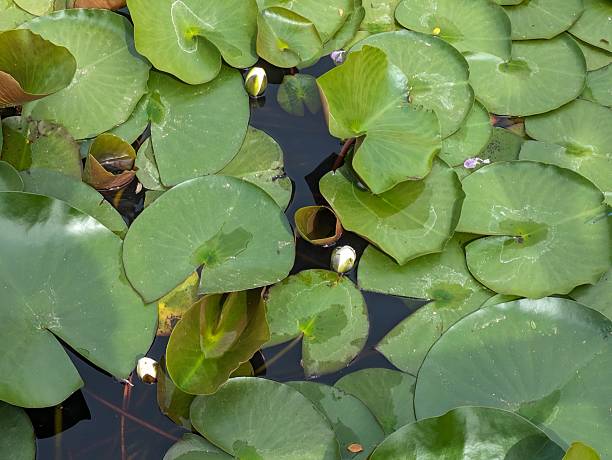 Water lilies.