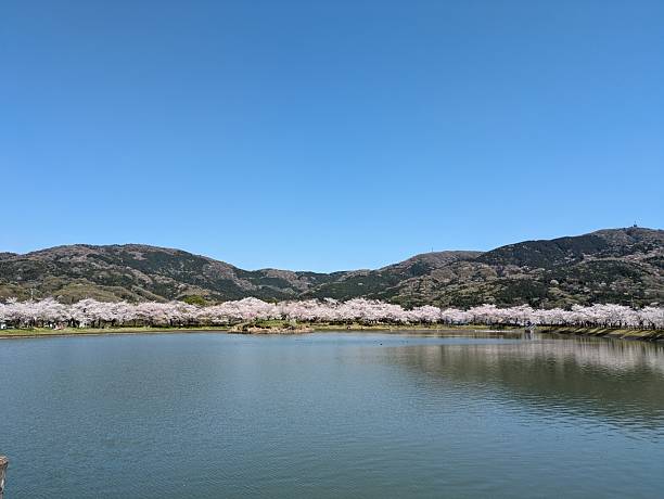 A pond with cherry blossoms.