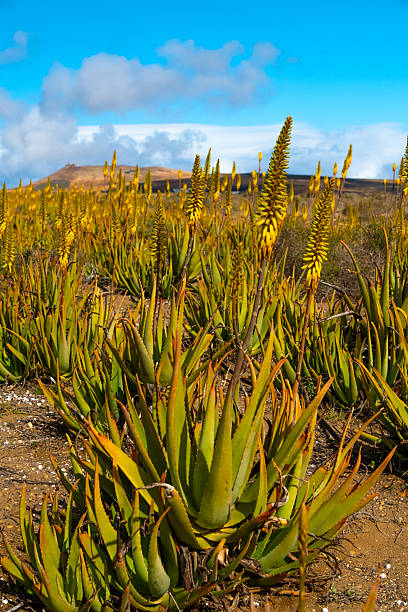 istock Aloe Vera Fields on Canary Lanzarote Island 2247529839