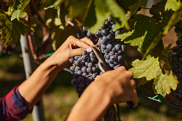 istock Woman's hands harvesting fresh ripe grapes in vineyard 2247529959