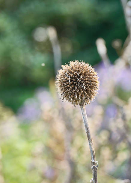 A sharp close-up of a dried globe thistle seed head (Echinops ritro) on a slim stem, set against a softly blurred garden background. The image emphasizes texture, resilience, and a serene, late-summer to autumn atmosphere, with a touch of Danish natural beauty.