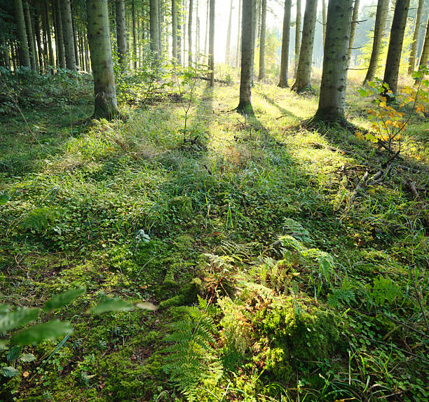 Sunlight filters through a grove of silver birch trees, illuminating a lush forest floor crowded with ferns, moss, and grasses. The peaceful scene conveys calm, nature, and renewal, highlighting Denmark's temperate woodland beauty and the intricate textures of Betula pendula and bracken (Pteridium aquilinum).