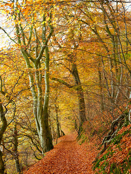 istock Autumn forest path in Denmark with golden beech trees along a leaf-strewn trail, sunlit and tranquil, perfect for nature, hiking, and travel imagery 2247531173