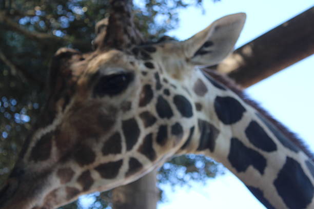 Giraffe, biopark, Valencia, Spain