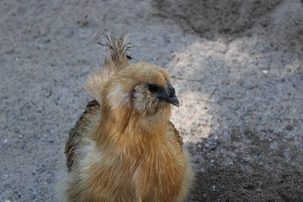 Hen In A Chicken Coop caged.