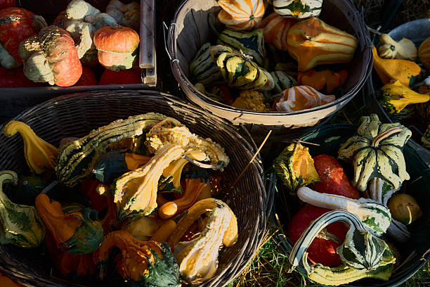 Festive fall arrangement featuring a variety of colorful gourds and squash in wicker baskets, celebrating the seasonal autumn harvest