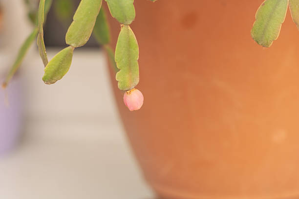 Canarian Cactus
