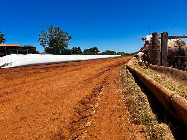 istock Animals and feed in feedlot system. High technology in animal nutrition a confinement 2247534331