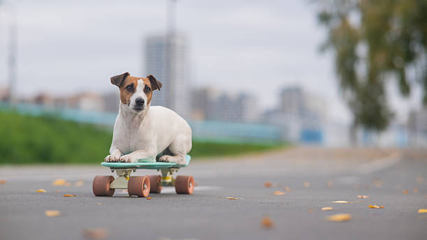 istock A Jack Russell Terrier rides a penny board in an autumn park. 2247534613