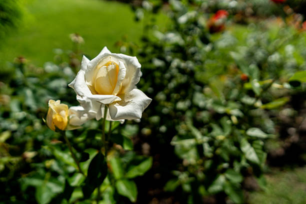 Close-up of a pristine white rose with soft yellow undertones unfurls its petals in a vibrant garden landscape, showcasing the delicate beauty and intricate details of the flower against a blurred green background.