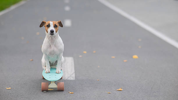 istock A Jack Russell Terrier rides a penny board in an autumn park. 2247534747