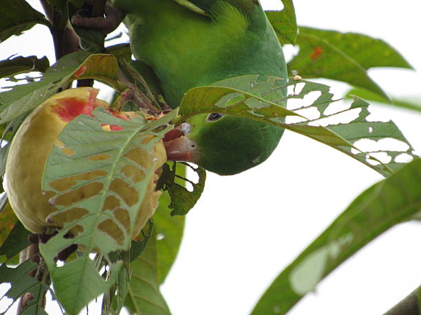 istock Orange-winged parrot (Amazona amazonica), hanging upside down from branches to eat the fruit of a guava tree whose leaves have been cut. 2247537209