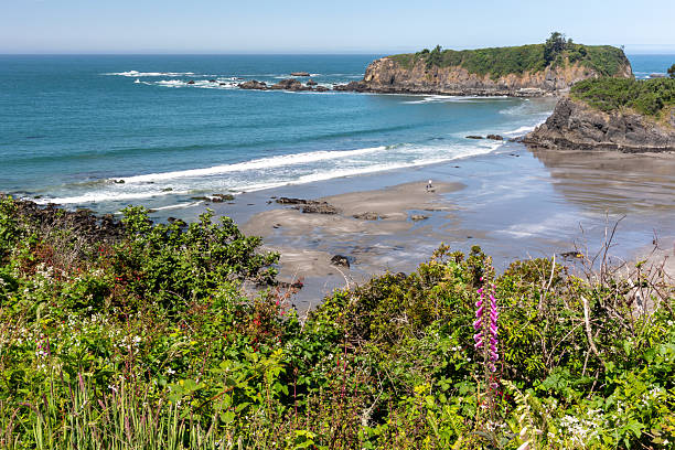 istock Coastline in Oregon with flowers in the foreground 2247538425