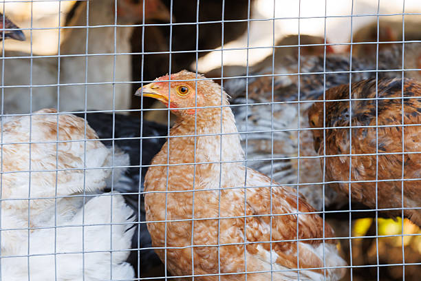 Young chickens behind wire mesh. Group of young chickens inside a poultry pen, viewed through wire mesh. Small farm concept.