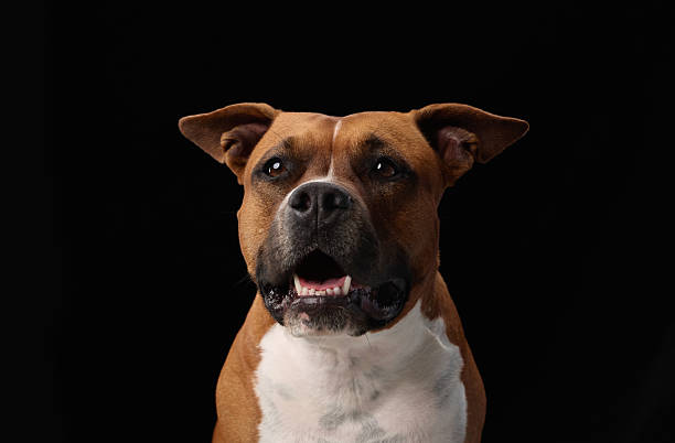 istock Staffordshire terrier studio headshot in black 2247542754