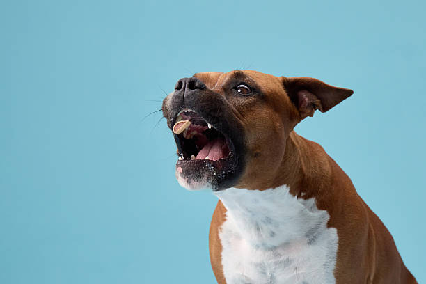 istock Staffordshire terrier snapping at treat 2247542757