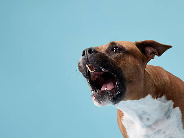 istock Staffordshire terrier barking sharply upward 2247542765