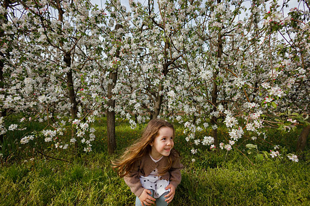 Young girl standing in front of apple trees blooming with white blossoms, in an orchard during spring.