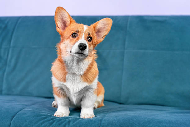 istock Adorable corgi puppy sitting on a teal sofa 2247543025